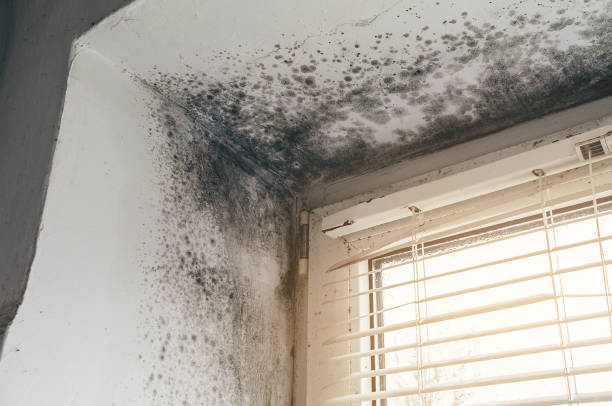 Affordable Mold Cleanup solutions in Boyne Falls, MI